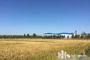 綏化市盛昌種業(yè)水稻良種繁育加工基地建成高產(chǎn)穩(wěn)產(chǎn)良田