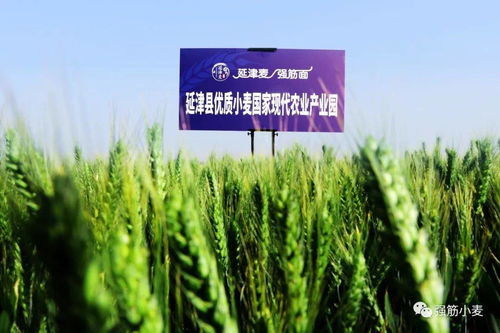 歲歲冬至，種業新篇