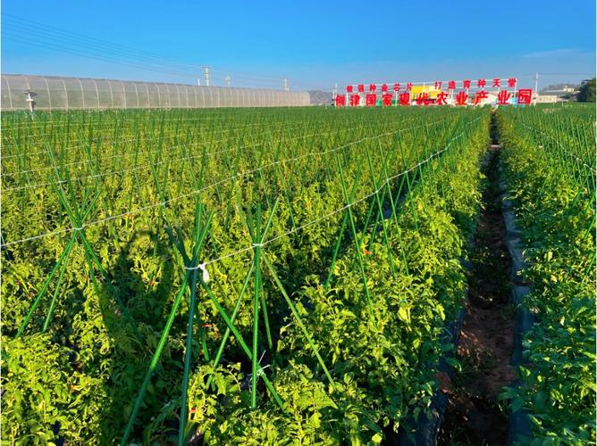 收好攻略，觀展不愁！2023云南·元謀第七屆蔬菜種業博覽會參展攻略