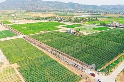 海墾南繁產業集團 深度參與南繁產業建設，打造種業新力量