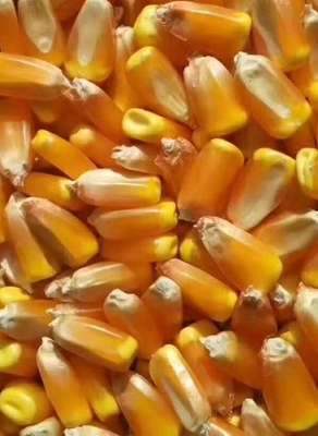 美品6881頁 種業(yè)創(chuàng)新與現(xiàn)代農(nóng)業(yè)的未來